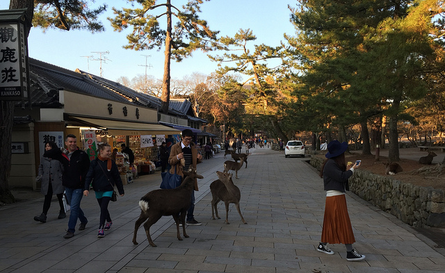 23288996413_1fbce1bd9d_z