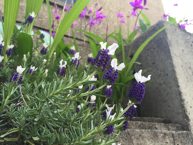 26831315151_cdf378b53f_z