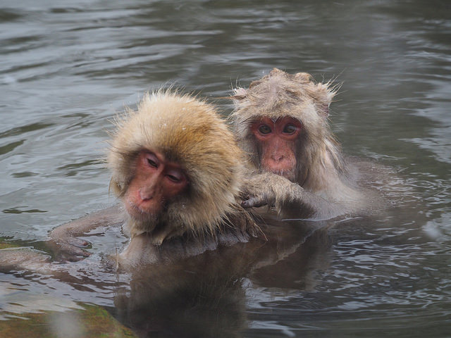 32817661503_14457a6430_z