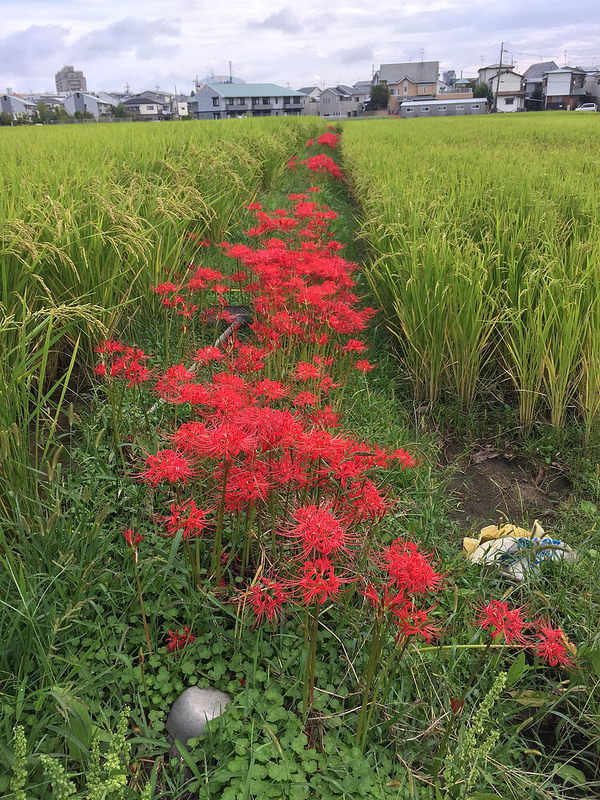 37243350402_81042418cd_c