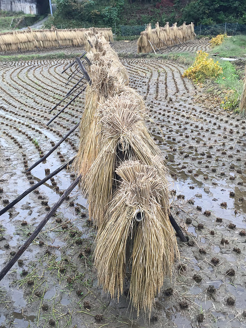 37116975534_3e4b980166_z