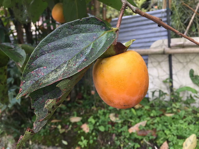 37827428231_e595afac4c_z