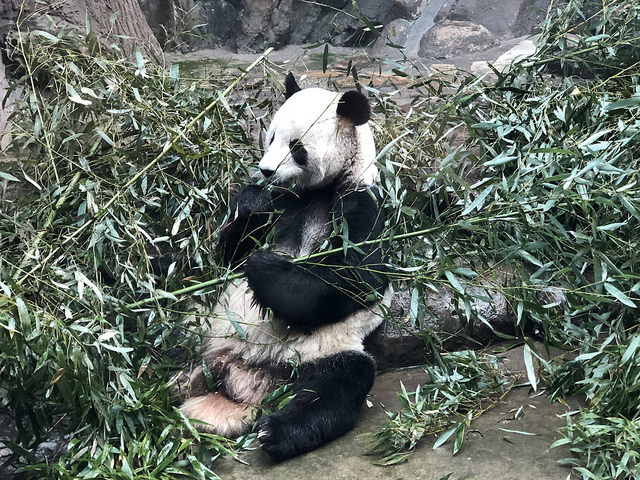 26199445017_76dc9c0ce0_z