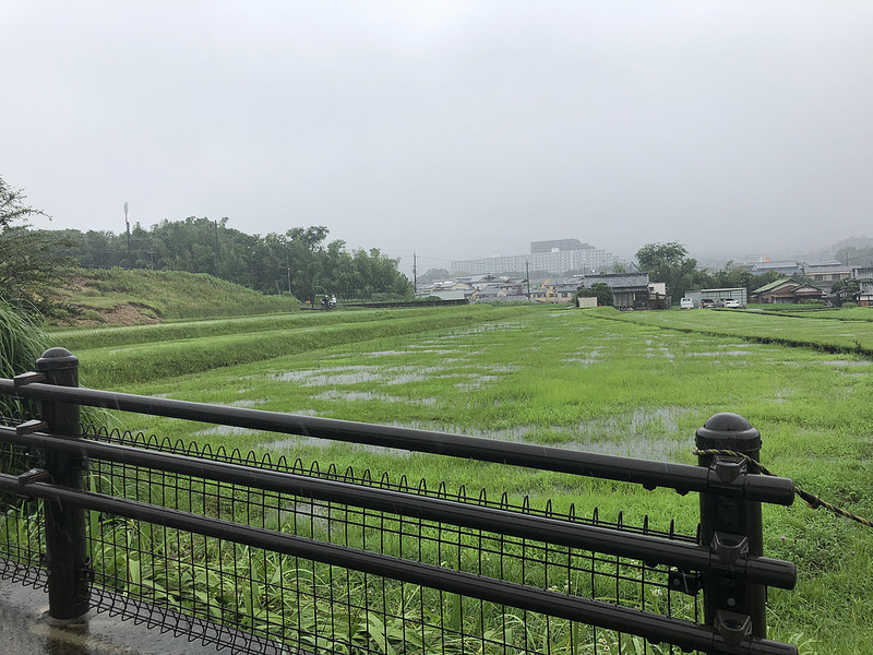 43245580931_474e639361_c