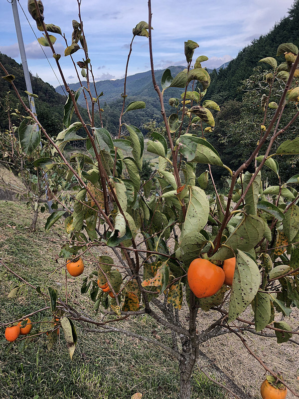 31456098658_78a3e1c966_c